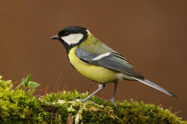 büyük baştankara parus major