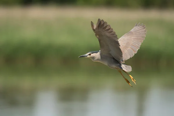 Schwarzkronenreiher Nycticorax Nycticorax — Stockfoto