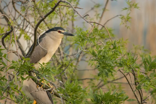 黒戴冠させた夜 Heron Nycticorax Nycticorax — ストック写真