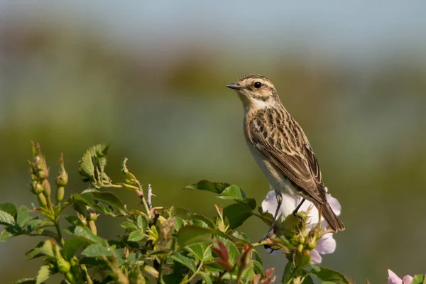 Paapje Saxicola Rubetra Bulgarije — Stockfoto