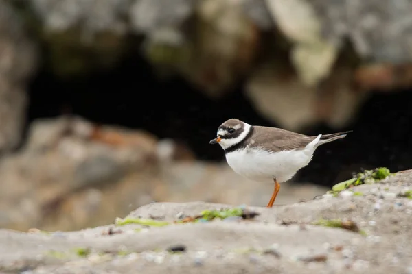 Gemensamma Större Strandpipare Charadrius Hiaticula — Stockfoto