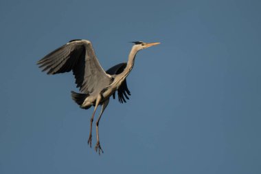 Gri Heron (Ardea cinerea)