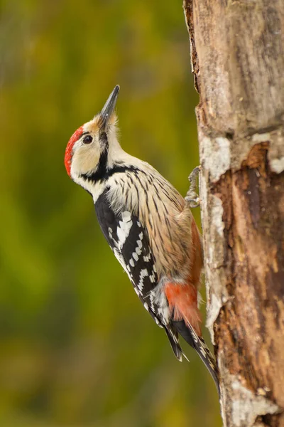 White Backed Woodpecker Dendrocopos Leucotos — Stock Photo, Image