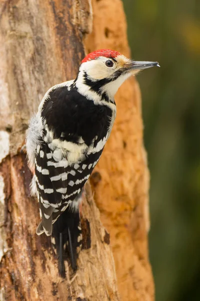 White Backed Woodpecker Dendrocopos Leucotos — Stock Photo, Image