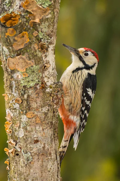 White Backed Woodpecker Dendrocopos Leucotos — Stock Photo, Image