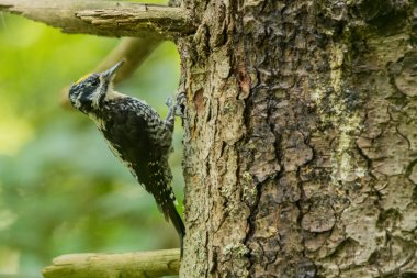 Avrasya üç - parmaklı ağaçkakan (Picoides tridactylus). Bieszczady. Polonya