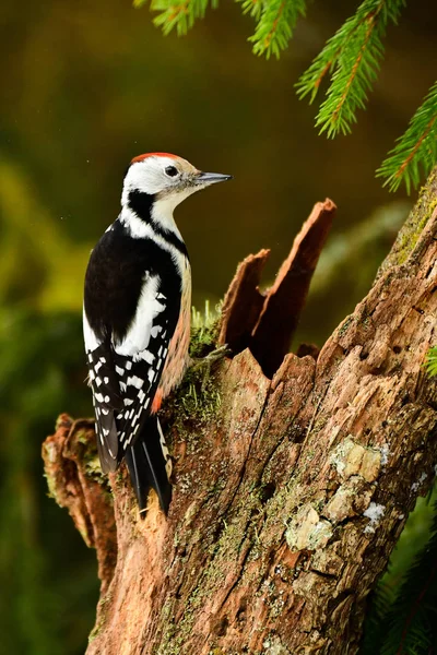 Middle Spotted Woodpecker Tree Dendrocopos Medius — Stock Photo, Image