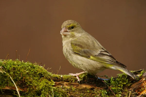 Fringuello Verde Europeo Cloruro Cloro — Foto Stock