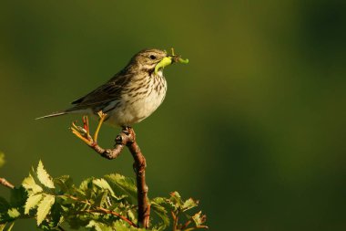 Esmerejón, falco columbarius