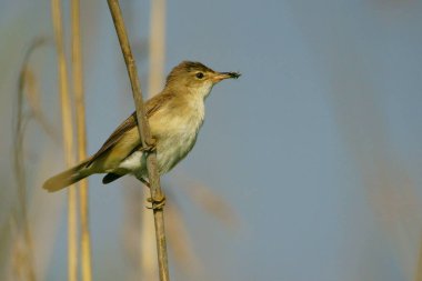 Büyük kamışçın / kuş türü arundinaceus