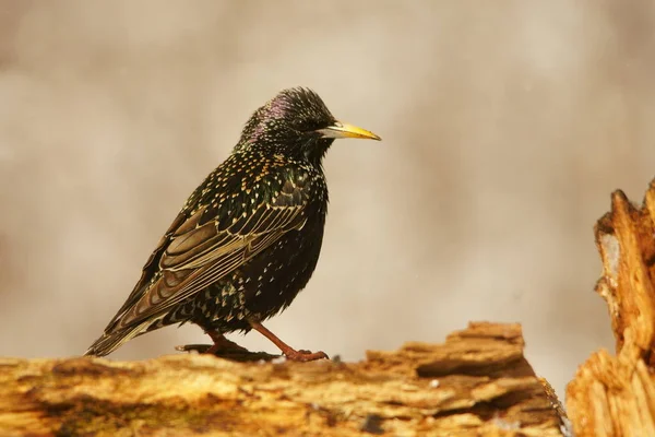 Vanlig Starling Sturnus Vulgaris — Stockfoto