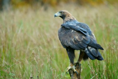 Dal yeşil zemin üzerine altın kartal / Aquila chrysaetos / Bieszczady Dağlar. Polonya