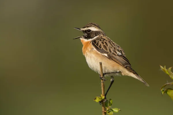 Hermoso Pájaro Whinchat Saxicola Rubetra — Foto de Stock