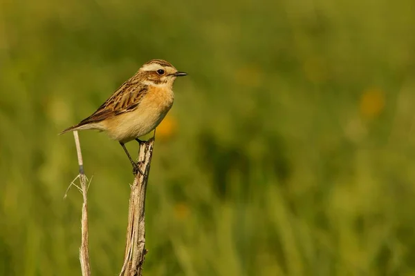 Een Mooie Vogel Paapje Saxicola Rubetra — Stockfoto