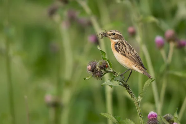 Een Mooie Vogel Paapje Saxicola Rubetra — Stockfoto