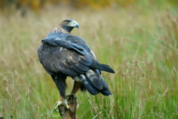 Aigle Royal Sur Une Branche Sur Fond Vert Aquila Chrysaetos — Photo