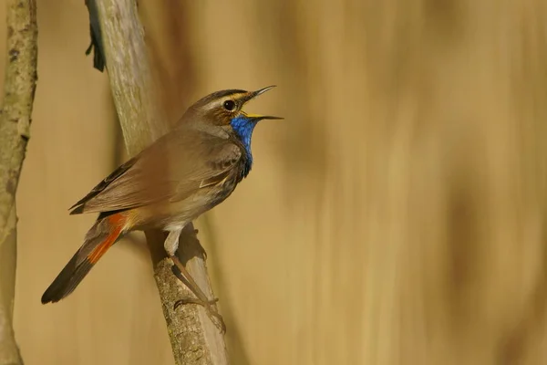 Blåhake Luscinia Svecica Polen — Stockfoto