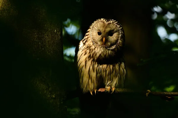 Urale Gufo Strix Uralensis — Foto Stock