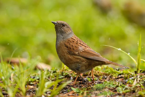 Dunnock Prunella Modularis Vacker Fågel — Stockfoto