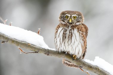 Avrasya cüce baykuş / Glaucidium passerinum
