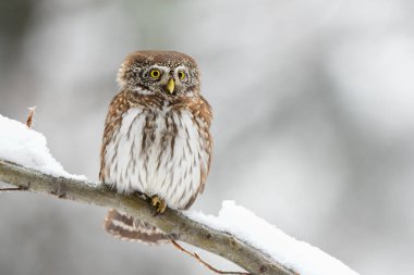Avrasya cüce baykuş / Glaucidium passerinum