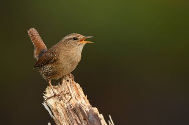 Kış Wren, Troglodytes troglodytes