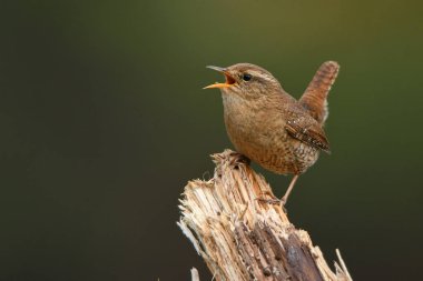 Kış Wren, Troglodytes troglodytes