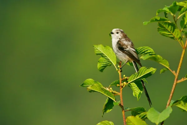 Tit Cola Larga Aegithalos Caudatus — Foto de Stock