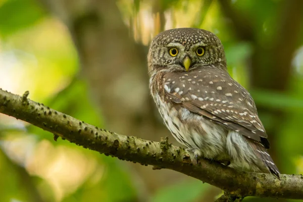 Búho Pigmeo Euroasiático Glaucidium Passerinum —  Fotos de Stock