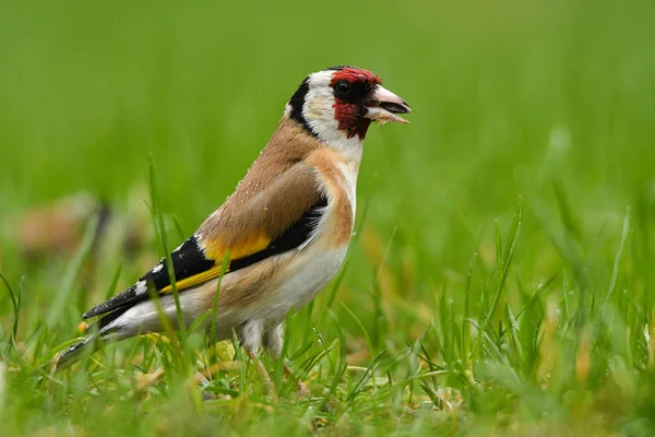 Cardellino Europeo Carduelis Carduelis — Foto Stock