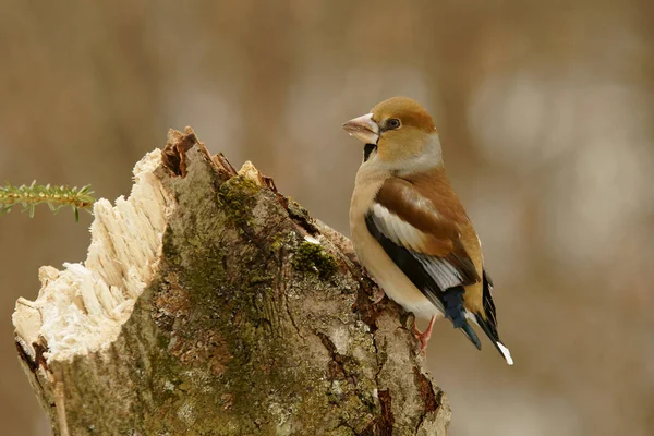 Ein Schöner Wintervogel Habicht Coccothraustes Coccothraustes — Stockfoto