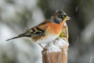 Güzel kış kuş. Dağ İspinozu, ispinoz montifringilla