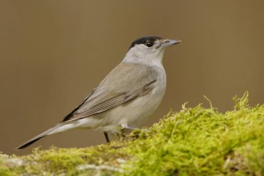 Avrasya ötleğen / Sylvia atricapilla