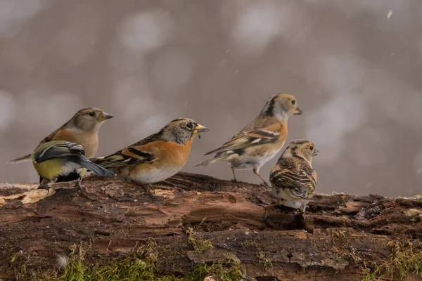 Ein Schöner Wintervogel Bramschen Fringilla Montifringilla — Stockfoto