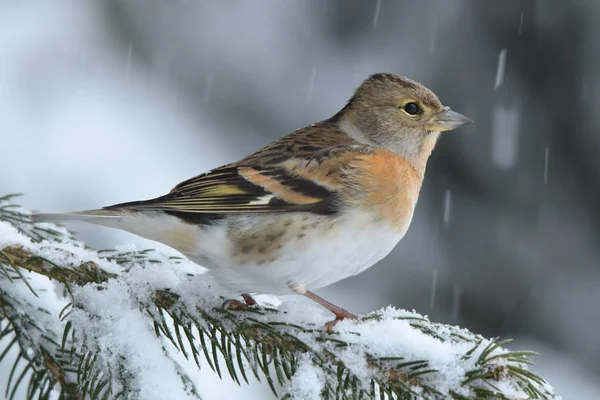 Bel Oiseau Hiver Brambling Fringilla Montifringilla — Photo