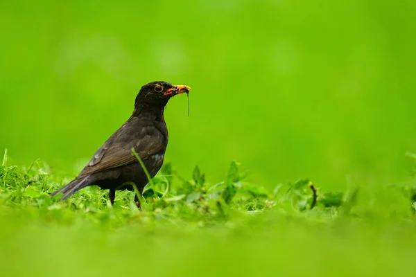 Euroasijské Blackbird Turdus Kos Pozadí Zelené Trávy — Stock fotografie