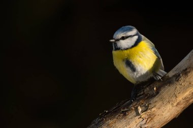 Mavi baştankara / Cyanistes caeruleus