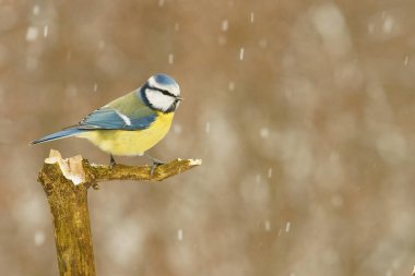 Mavi baştankara / Cyanistes caeruleus