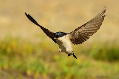 House Martin / Delichon urbicum