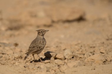 Tepeli toygar / Galerida cristata