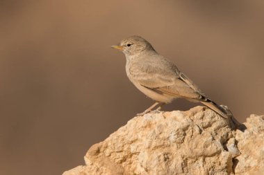 Çöl toygarı / Ammomanes deserti