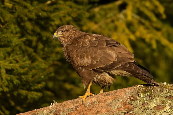 Poiana Buteo Buteo Comune — Foto Stock