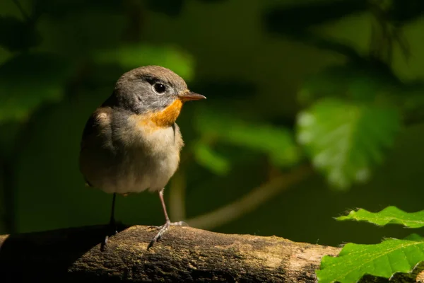 Flugsnappare Ficedula Parva — Stockfoto