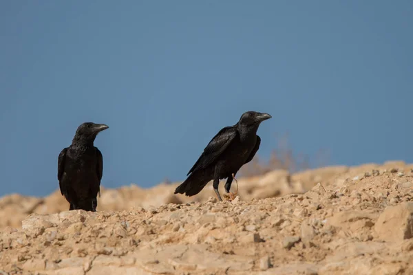 Ventilátor Kvadrát Raven Corvus Rhipidurus — Stock fotografie