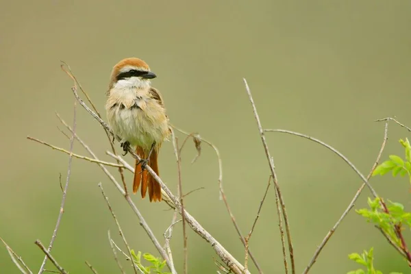 Turkestan Shrike Lanius Phoenicuroides — Stock Photo, Image