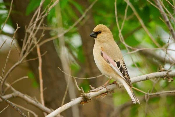 Desert Finch Rhodospiza Przestarzała — Zdjęcie stockowe