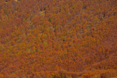 Sonbahar ilkel ormanın içinde. Bieszczady Dağlar.