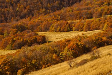 Sonbahar ilkel ormanın içinde. Bieszczady Dağlar.