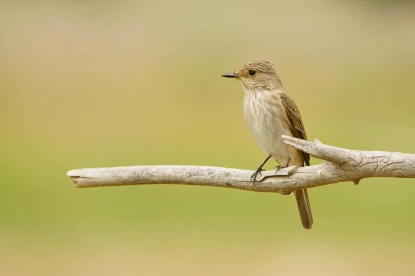 Gefleckter Fliegenschnäpper Muscicapa Striata — Stockfoto