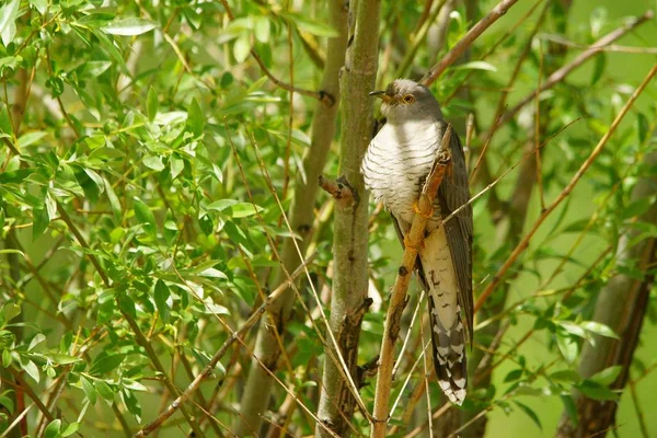 Cuckoo Cuculus Canorus — стоковое фото